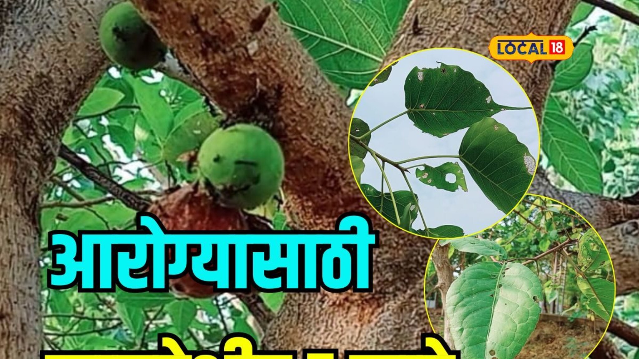 परिसरात असायलाच हवी 'ही' 5 झाडे; आपल्या आरोग्यासाठी आहेत वरदान