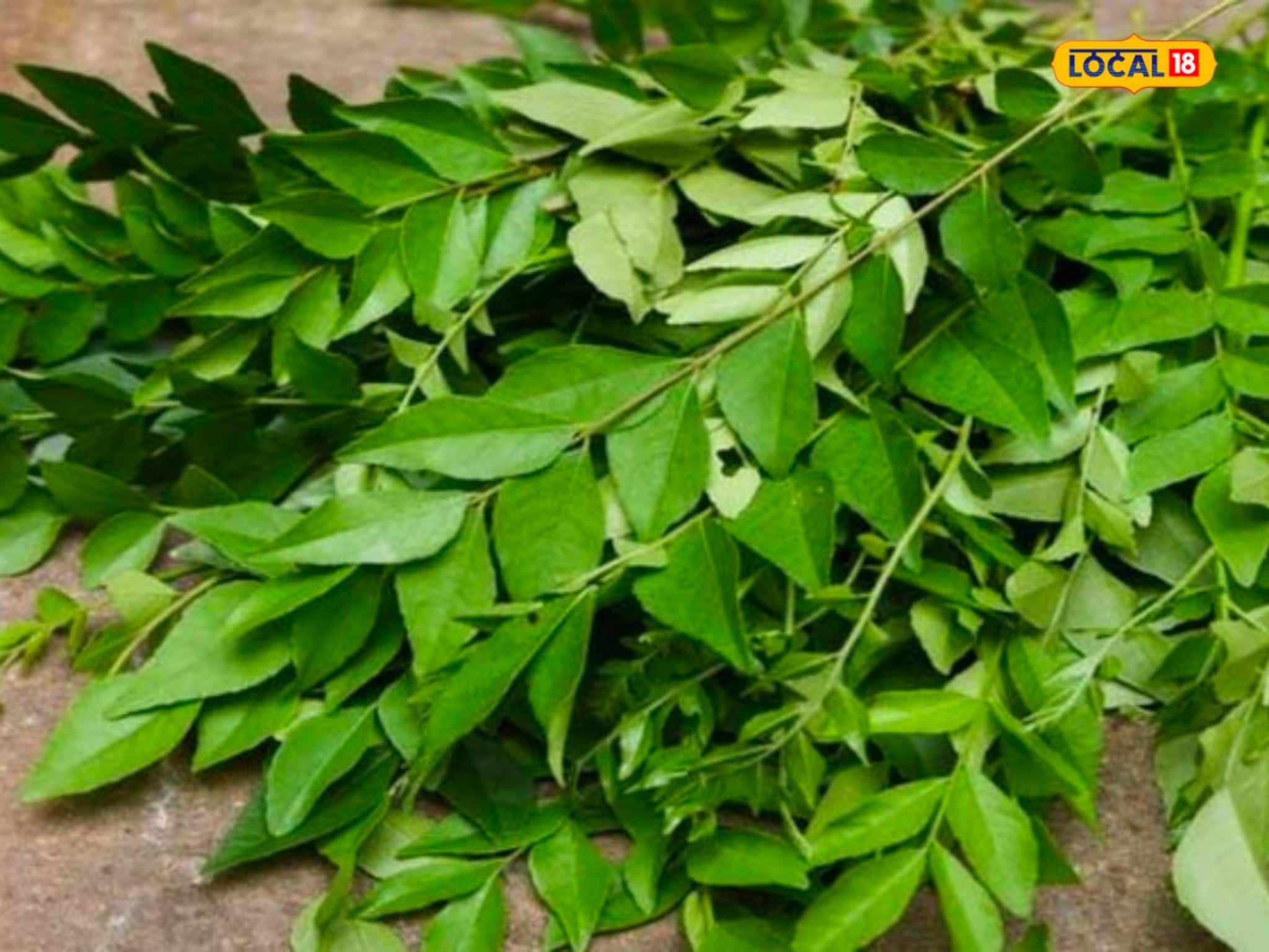 शरीर स्वस्थ ठेवण्यासाठी फायदेशीर कढीपत्ता; जेवणातून काढण्यापूर्वी वाचा फायदेच फा