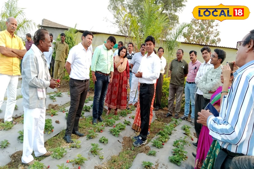 सोबतच जिल्ह्यातील इतरही शेतकऱ्यांनी स्ट्रॉबेरीच्या शेतीसाठी पुढे येण्याचं आवाहन जिल्हा प्रशासनाकडूनही केलं जात असून पाटील यांनी पाच एकर जमिनीवर आणि वर्धा जिल्ह्यातील एकूण आठ शेतकऱ्यांची मिळून 11 एकर जमिनीवर स्ट्रॉबेरीची लागवड केलीय. त्यामुळे महाबळेश्वरच्या स्ट्रॉबेरीची चव वर्धाच्या मातीतून विदर्भाला अधिक गोडव्यासह चाखायला मिळते आहे.