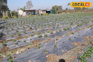 महाबळेश्वरची स्ट्रॉबेरी वर्ध्याच्या मातीत, नोकरी सोडून दाम्पत्याची लाखोंची कमाई