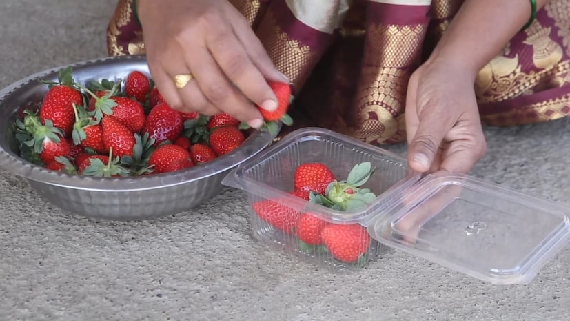 सुरुवातीला प्रयोग म्हणून पाटील यांच्याकडे 10 हजार रोपे होती. त्यांनी पाऊण एकर शेतीमध्ये लावून तब्बल दीड लाखांचा नफा मिळविला. त्यानंतर अधिक आत्मविश्वासाने यंदा ऑगस्टमध्ये 5 एकर जमिनीवर स्ट्रॉबेरी लागवड केलीय.