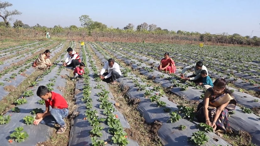 हिंगणघाट तालुक्यातील कान्होली कात्री येथील महेश पाटील आणि त्यांच्या पत्नी भारती पाटील असं या उच्चशिक्षित शेतकऱ्यांचं नाव आहे. वर्धा किंवा विदर्भासारख्या उष्ण ठिकाणी स्ट्रॉबेरीचं उत्पादन घेण्याचा विचार कोणीही केला नव्हता. कारण स्ट्रॉबेरीला जगण्यासाठी थंड हवामानाची गरज असते.