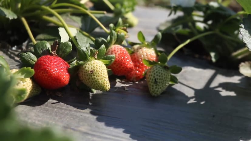 आजपर्यंत महाबळेश्वर येथे स्ट्रॉबेरी खाण्याचा आनंद विदर्भवासी घ्यायचे मात्र या दाम्पत्याने वर्ध्यातच स्ट्रॉबेरी पिकवून नाविन्यपूर्ण शेतीचा सुखद अनुभव घेतलाय. हे दोघेही खाजगी नोकरी करत होते. मात्र शेतीत नाविन्यपूर्ण प्रयोगाची संकल्पना डोक्यात होती. त्यामुळे नोकरी सोडून स्ट्रॉबेरीची शेती करण्याचा निर्धार केला. आता हीच स्ट्रॉबेरी या दाम्पत्याला लाखोंचा फायदा मिळवून देतेय.