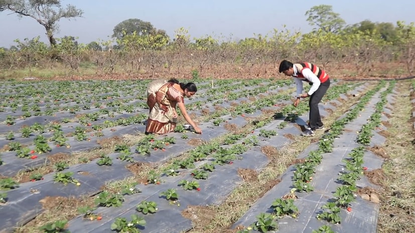 नुसती माहितीच घेतली नाही तर वर्ध्यासारख्या ठिकाणी स्ट्रॉबेरी पिकविण्याचा निर्धारच केला. मात्र त्याला आव्हान होतं ते वर्ध्यातलं उष्ण हवामान. मात्र त्यावर शक्कल लढवली आणि हिवाळ्याच्या थंडीत लालबुंद स्ट्रॉबेरी वर्ध्याच्या मातीत बहरली आहे. यामधून या दाम्पत्याला लाखोंची कमाई होत आहे.