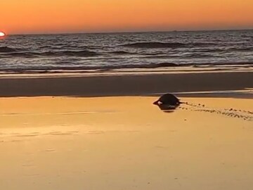 photos : ऑलिव्ह रिडले कासवांच्या विणीच्या हंगामाला सुरुवात photos : ऑलिव्ह रिडले कासवांच्या विणीच्या हंगामाला सुरुवात