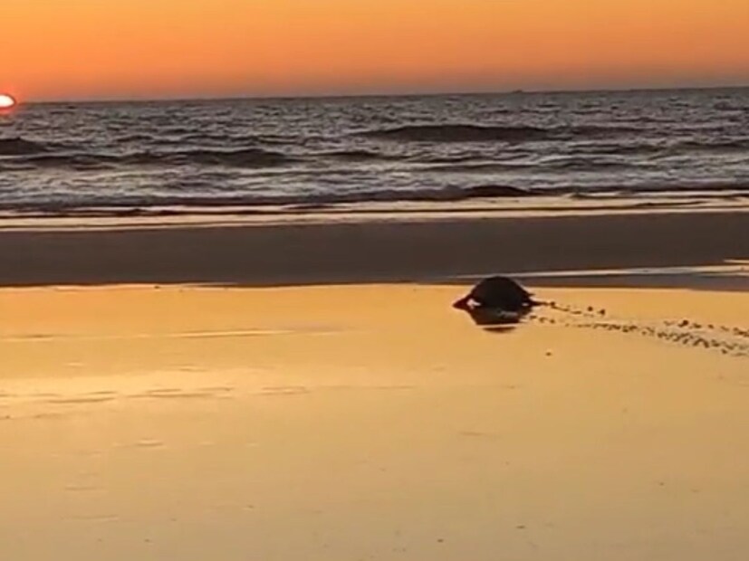 रत्नागिरी जिल्ह्यातील दापोलीतील आंजर्ले समुद्र किनाऱ्यावर ऑलिव्ह रिडले समुद्री कासवांच्या विणीच्या हंगामाला सुरुवात झाली आहे. रत्नागिरी जिल्ह्यातील दापोलीतील आंजर्ले समुद्र किनाऱ्यावर ऑलिव्ह रिडले समुद्री कासवांच्या विणीच्या हंगामाला सुरुवात झाली आहे.