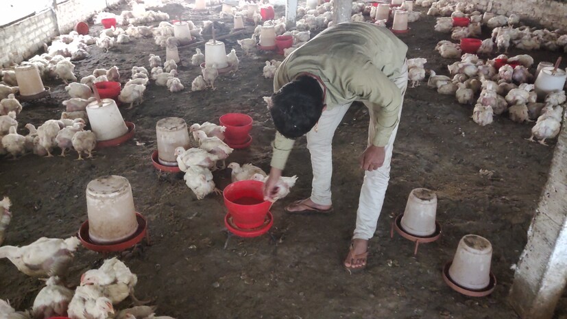 छोटू कुमारने दिलेल्या माहितीनुसार, तो 2800 चौरस फुटांच्या झोपडीत कुक्कुटपालन करत आहे. ही पिल्ले यूपीमधून आणली असून 35 दिवस संगोपन केल्यावर त्यांचे वजन सुमारे 2 किलो होते. या कालावधीत ते सुमारे 4 लाख रुपये येते. सर्व खर्च वजा केल्यावर 70 हजार रुपयांची बचत होते.
