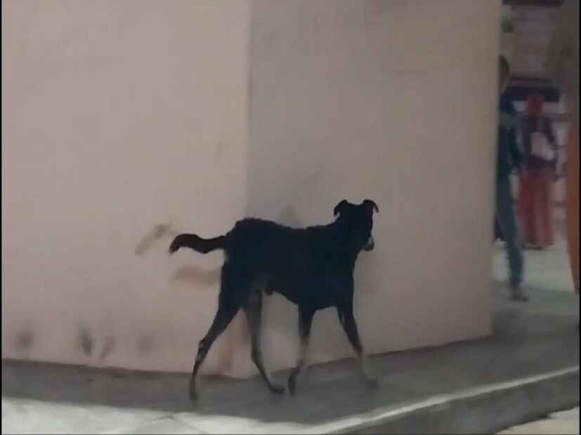 काळा कुत्रा - शनिवारी सकाळी रस्त्यावर काळा कुत्रा दिसणेदेखील शुभ मानले जाते. काळ्या कुत्र्याला शनिदेवाचे वाहन मानले जाते. काळ्या कुत्र्याला दूध, रोटी, मोहरीच्या तेलाचा पराठा, भाकरी वगैरे खाऊ घाला. यामुळे शनिदेव खूप प्रसन्न होतात आणि त्यांचा आशीर्वाद तुमच्यावर कायम राहतो.