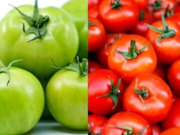हाय ब्लड प्रेशर कंट्रोल करू शकतात टोमॅटो! पण नेमके कोणते, लाल की हिरवे?