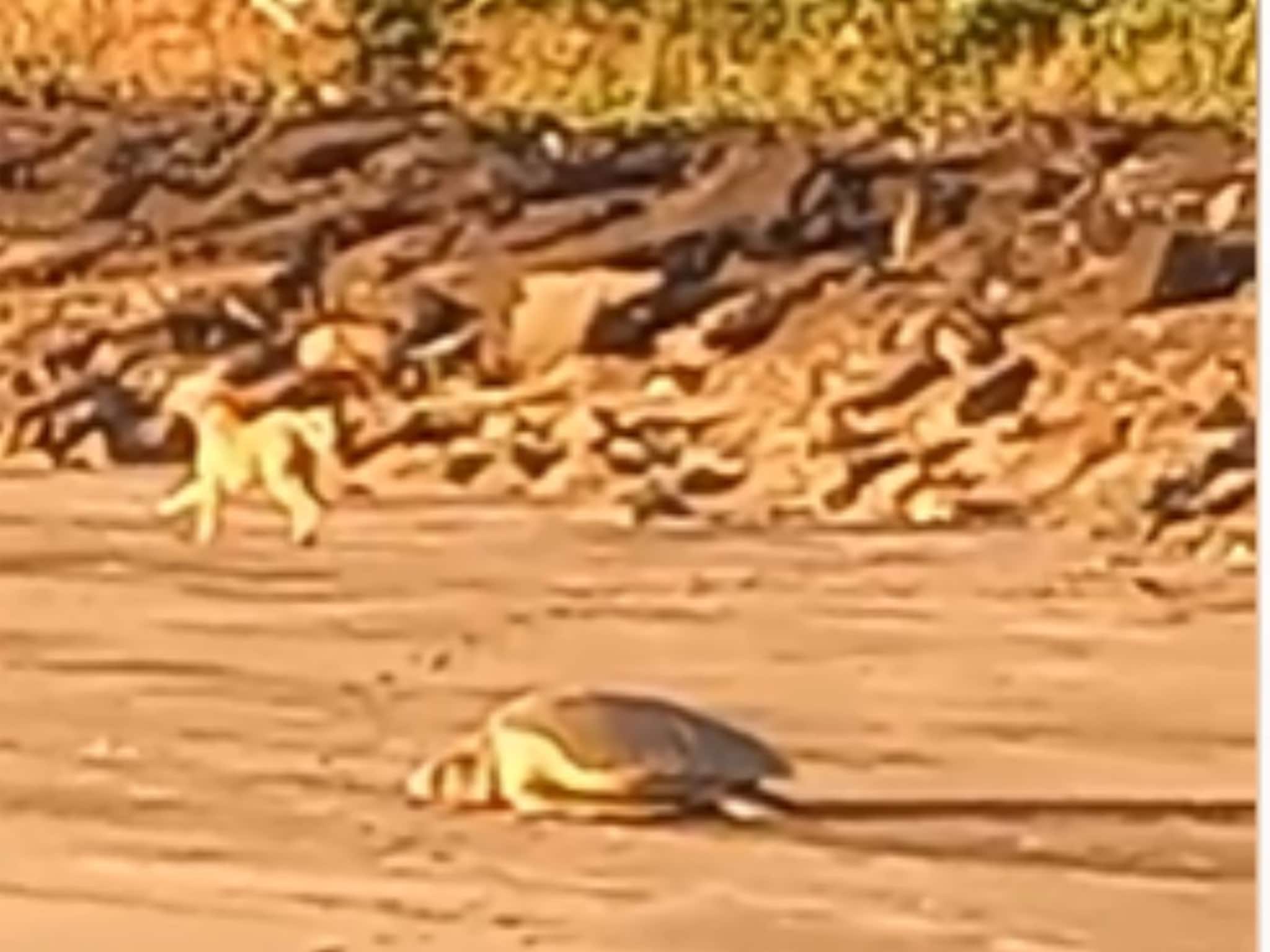 Olive Ridley Tortoise : ऑलिव्ह रिडले कासवांच्या विणीच्या हंगामाला सुरुवात ; आंजर्ले समुद्रकिनाऱ्यावरील photos