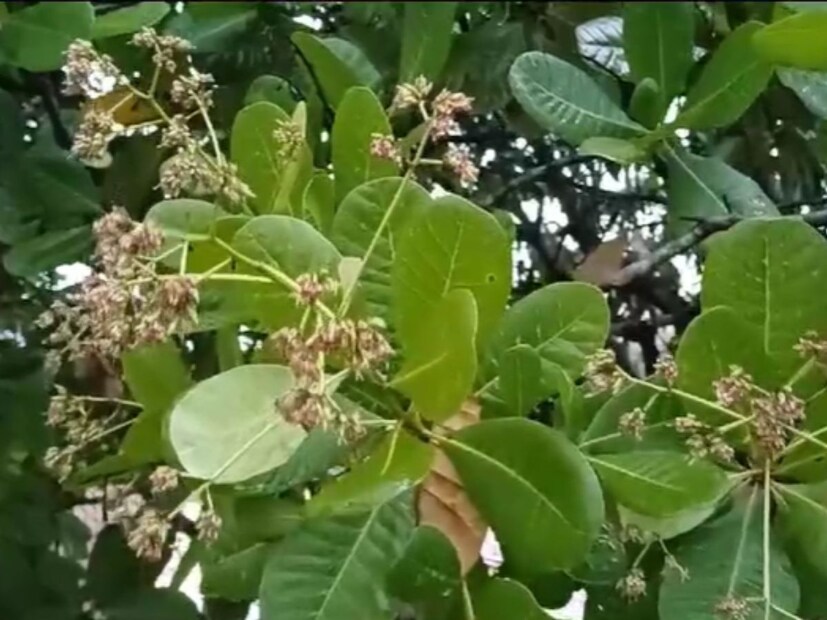 अवकाळी पावसामुळे आंबा आणि काजू बागायतदार धास्तावले आहेत, बागांना मोहर येण्याच्या हंगामात आलेल्या या पावसाचा मोठा फटका शेतकऱ्यांना बसण्याची शक्यता आहे. 