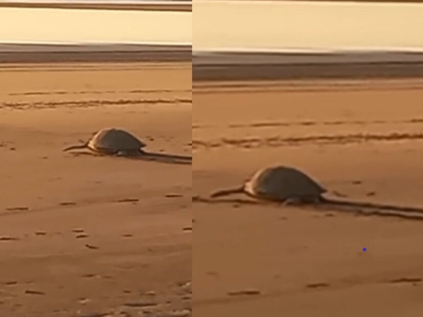 त्यानंतर ते समुद्र किनाऱ्यावर अंडी घालतात, व पुन्हा समु्द्रात निघून जातात 