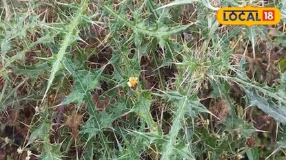 गुणकारी वनस्पती गुणकारी वनस्पती