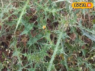 गुणकारी वनस्पती