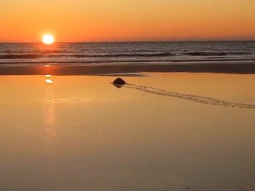 रत्नागिरी जिल्ह्यातील दापोली, आंजर्ला समुद्र किनाऱ्यावर ही कासवे संध्या मोठ्या संख्येनं पाहायला मिळत आहेत. 