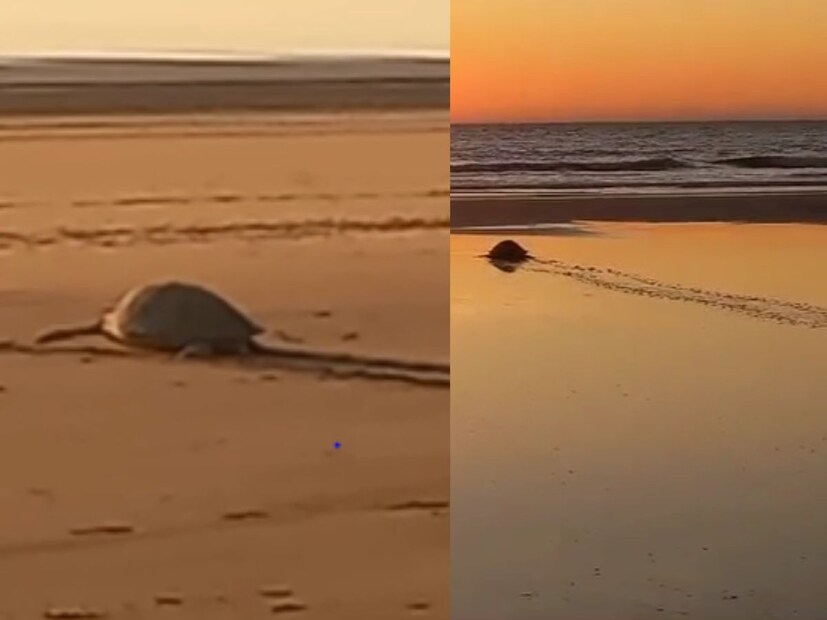 विणीचा हंगाम असल्यामुळे मोठ्याप्रमाणात ऑलिव्ह रिडले जातीची ही कासवे समुद्र किनाऱ्यावर येताना दिसत आहेत