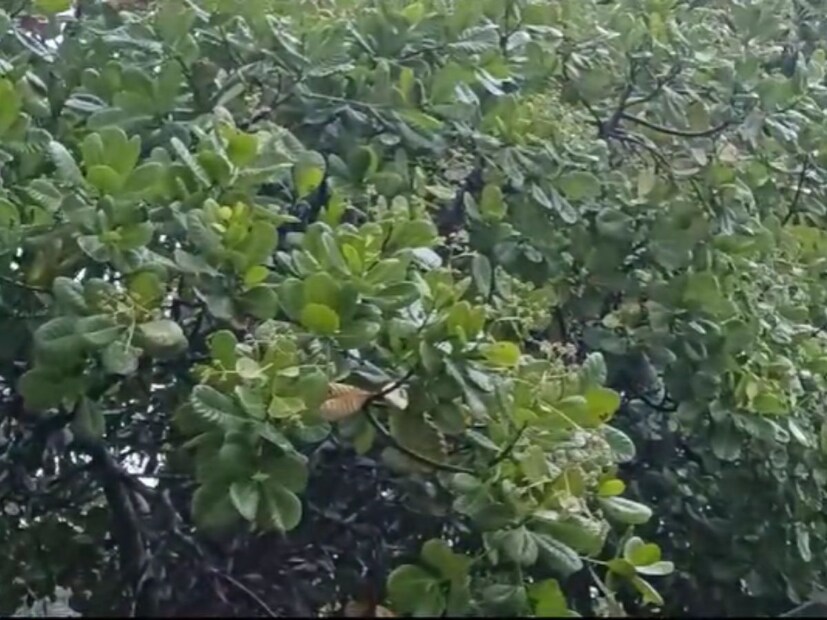 कोकणासह मध्य महाराष्ट्रातही आज हलक्या ते मध्यम स्वरुपाचा पाऊस पडू शकतो, असा अंदाज स्कायमेटनं वर्तवला आहे. 