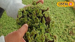 ही वनस्पती प्राण्यांसाठी जशी गुणकारी आहे तशीच पिकांसाठीदेखील उपयुक्त असते. ही वनस्पती प्राण्यांसाठी जशी गुणकारी आहे तशीच पिकांसाठीदेखील उपयुक्त असते.