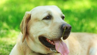 कुत्रे जीभ बाहेर का काढतात?