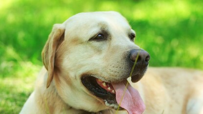 कुत्रे जीभ बाहेर का काढतात? कुत्रे जीभ बाहेर का काढतात?