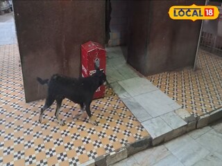 महत्त्वाचं म्हणजे काळ्या श्वानाला भैरव बाबांचं वाहन मानलं जातं. महत्त्वाचं म्हणजे काळ्या श्वानाला भैरव बाबांचं वाहन मानलं जातं.