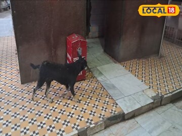 महत्त्वाचं म्हणजे काळ्या श्वानाला भैरव बाबांचं वाहन मानलं जातं. महत्त्वाचं म्हणजे काळ्या श्वानाला भैरव बाबांचं वाहन मानलं जातं.