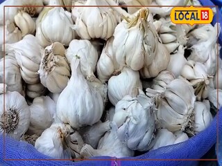 कच्च्या लसणामुळे शरिरातलं साखरेचं प्रमाण नियंत्रणात राहतं.