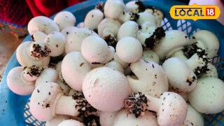 मशरूममधील अँटीऑक्सिडंट गुणधर्मांमुळे शरीर स्वच्छ होण्यासही मदत मिळते. मशरूममधील अँटीऑक्सिडंट गुणधर्मांमुळे शरीर स्वच्छ होण्यासही मदत मिळते.