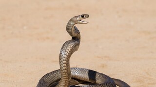 या देशात नाहीत साप 