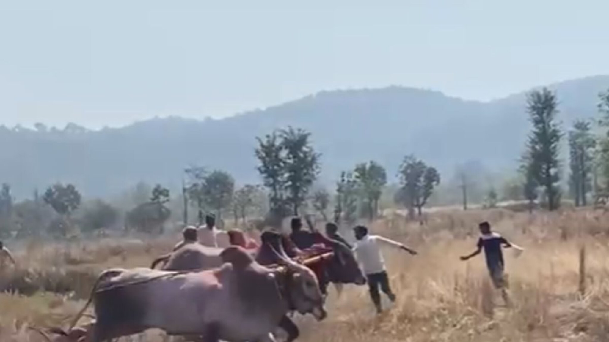 बैलगाडा स्पर्धेतील बैल उधळला; चिमुकलीसह चार गंभीर जखमी, रत्नागिरीमधील थरारक Video