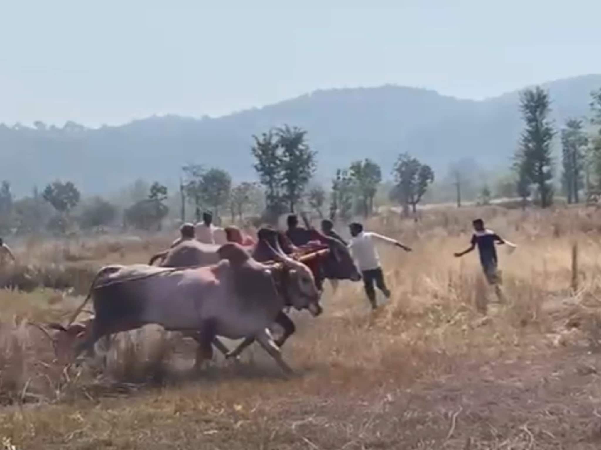 बैलगाडा स्पर्धेतील बैल उधळला; चिमुकलीसह चार गंभीर जखमी, रत्नागिरीमधील थरारक Video