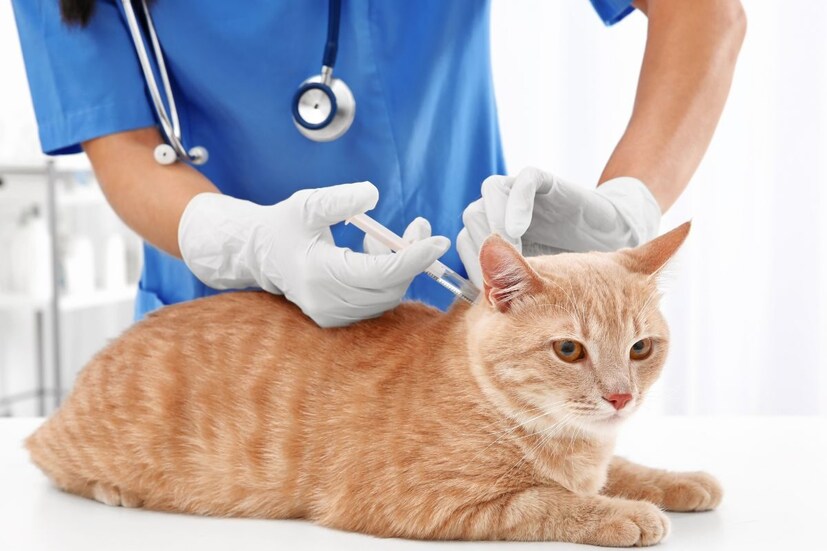 डॉक्टर नेहमी सांगतात की जर तुम्हाला घरी मांजर पाळण्याची आवड असेल तर त्यांची काळजी कशी घ्यावी हे जाणून घेणे देखील तितकेच महत्वाचे आहे. घरातील लहान पाळीव मांजरांचे लसीकरण करणे आवश्यक असून यामुळे त्यांचे अनेक जीवघेण्या आजारांपासून संरक्षण होऊ शकते. तेव्हा मांजरांचे लसीकरण करण्यासाठी त्यांना प्राण्यांच्या डॉक्टरांकडे घेऊन जावे. डॉक्टर नेहमी सांगतात की जर तुम्हाला घरी मांजर पाळण्याची आवड असेल तर त्यांची काळजी कशी घ्यावी हे जाणून घेणे देखील तितकेच महत्वाचे आहे. घरातील लहान पाळीव मांजरांचे लसीकरण करणे आवश्यक असून यामुळे त्यांचे अनेक जीवघेण्या आजारांपासून संरक्षण होऊ शकते. तेव्हा मांजरांचे लसीकरण करण्यासाठी त्यांना प्राण्यांच्या डॉक्टरांकडे घेऊन जावे.