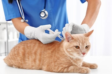 थंडीत तुमच्या मनीमाऊला ठेवायचंय हेल्दी? डॉक्टरांनी सांगितलेले 5 उपाय ट्राय करा थंडीत तुमच्या मनीमाऊला ठेवायचंय हेल्दी? डॉक्टरांनी सांगितलेले 5 उपाय ट्राय करा