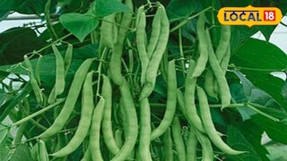 या भाजीत आयर्न, कॉपर, मॅग्नेशियम, फॉस्फरस, प्रोटीन, इत्यादी पोषक तत्त्व असतात.