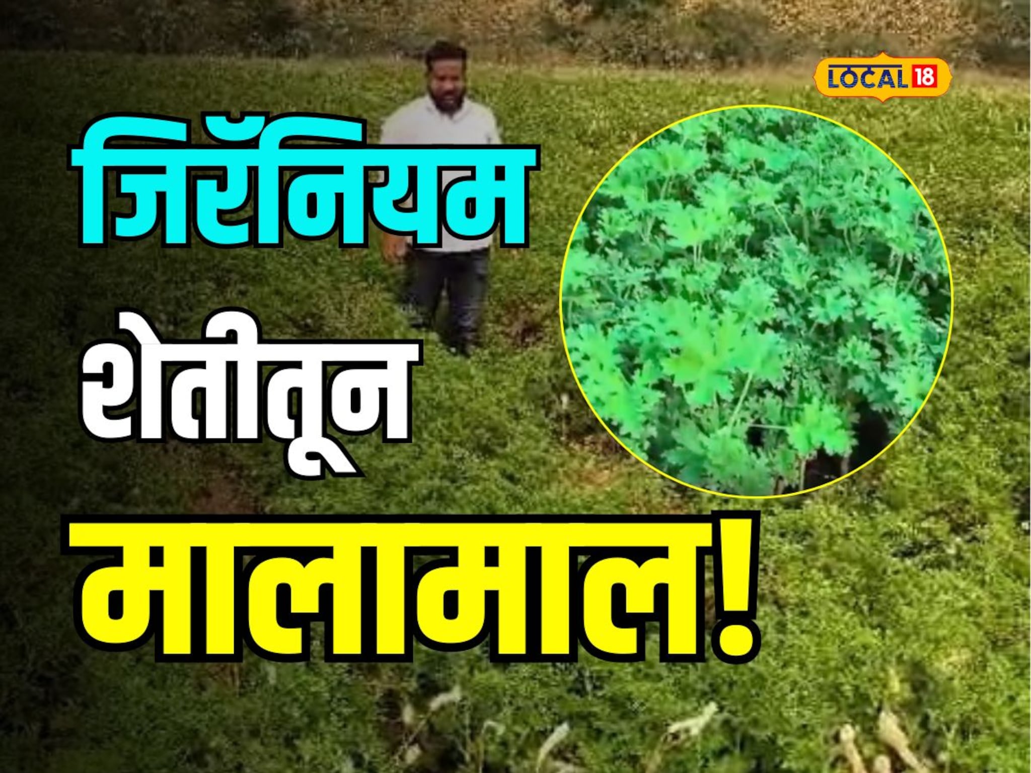 उच्चशिक्षित तरुणाची कमाल! विदर्भात फुलवली जिरॅनियमची शेती; करतोय लाखोंची कमाई
