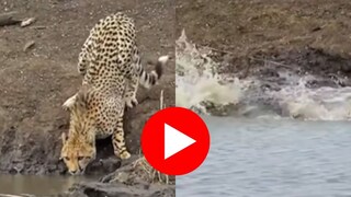  हळूच पाण्यातून आली मग, चित्त्यावर जीवघेणा हल्ला करत केलं ठार