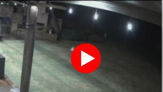 कुत्र्याचा जीव वाचवण्यासाठी मांजरीची झुंज