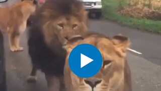  सिंह-सिंहिणींनी अडवला रस्ता