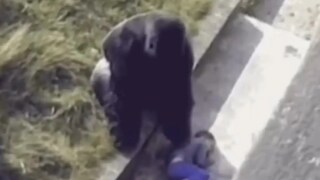 फोटो - इन्स्टाग्राम व्हिडीओ ग्रॅब