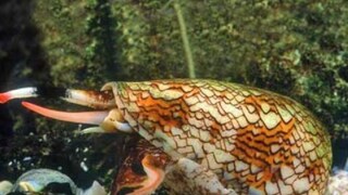 फोटो - X/@ChaseLawson1 फोटो - X/@ChaseLawson1