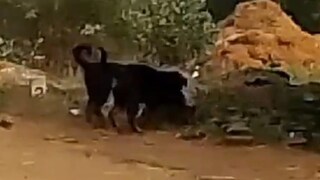 शेतकऱ्याच्या पाळीव कुत्र्यांनी जे केलं ते धक्कादायक.