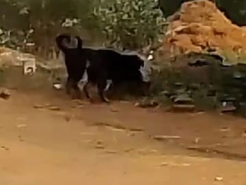 शेतकऱ्याच्या पाळीव कुत्र्यांनी जे केलं ते धक्कादायक.
