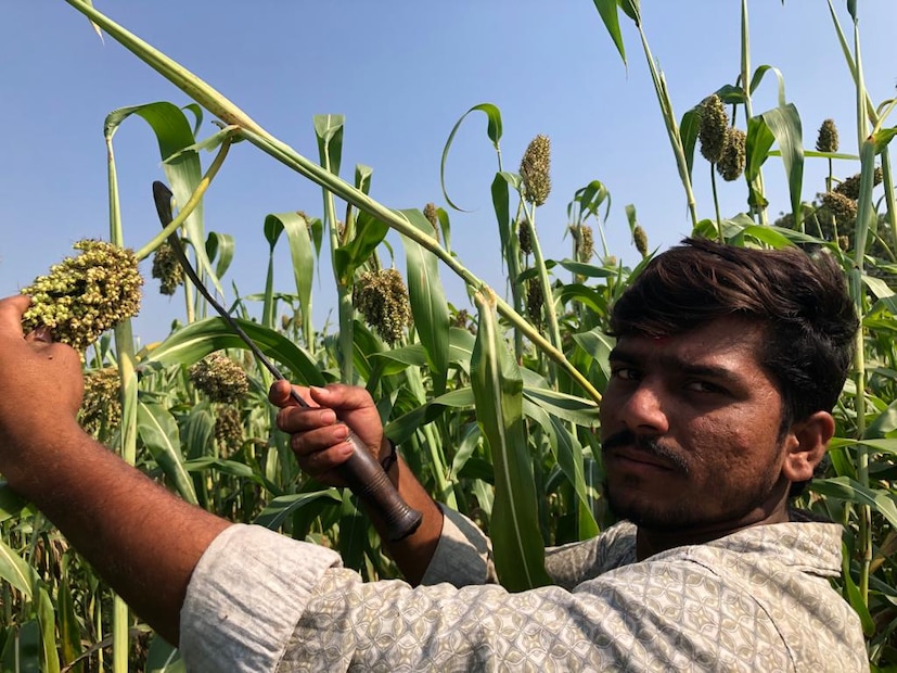 आम्ही मागील चार ते पाच वर्षांपासून हुरडा लागवड आणि विक्रीचा व्यवसाय करतोय. यातून आम्हाला चांगले पैसे मिळतात. एक एकर हुरडा लागवडीतून पाच ते सहा क्विंटल उत्पन्न मिळते. त्याला छत्रपती शिवाजी महाराज पुतळ्यासमोर हातावर विक्री केल्यास 300 ते 350 रुपये किलोचा दर मिळतो. यातून आम्हाला 90 हजार ते दीड लाखापर्यंत उत्पन्न मिळतं. त्यामुळे आमच्या गावातील सात ते आठ लोक हा व्यवसाय करत आहेत, असं वैभव शेळके यांनी सांगितलं.