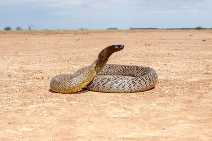 inland taipan