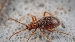 या ठिकाणी मेलेल्या किड्यांच्या शांतीसाठी करतात प्रार्थना