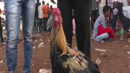 फायटर कोंबडा फायटर कोंबडा