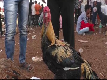फायटर कोंबडा