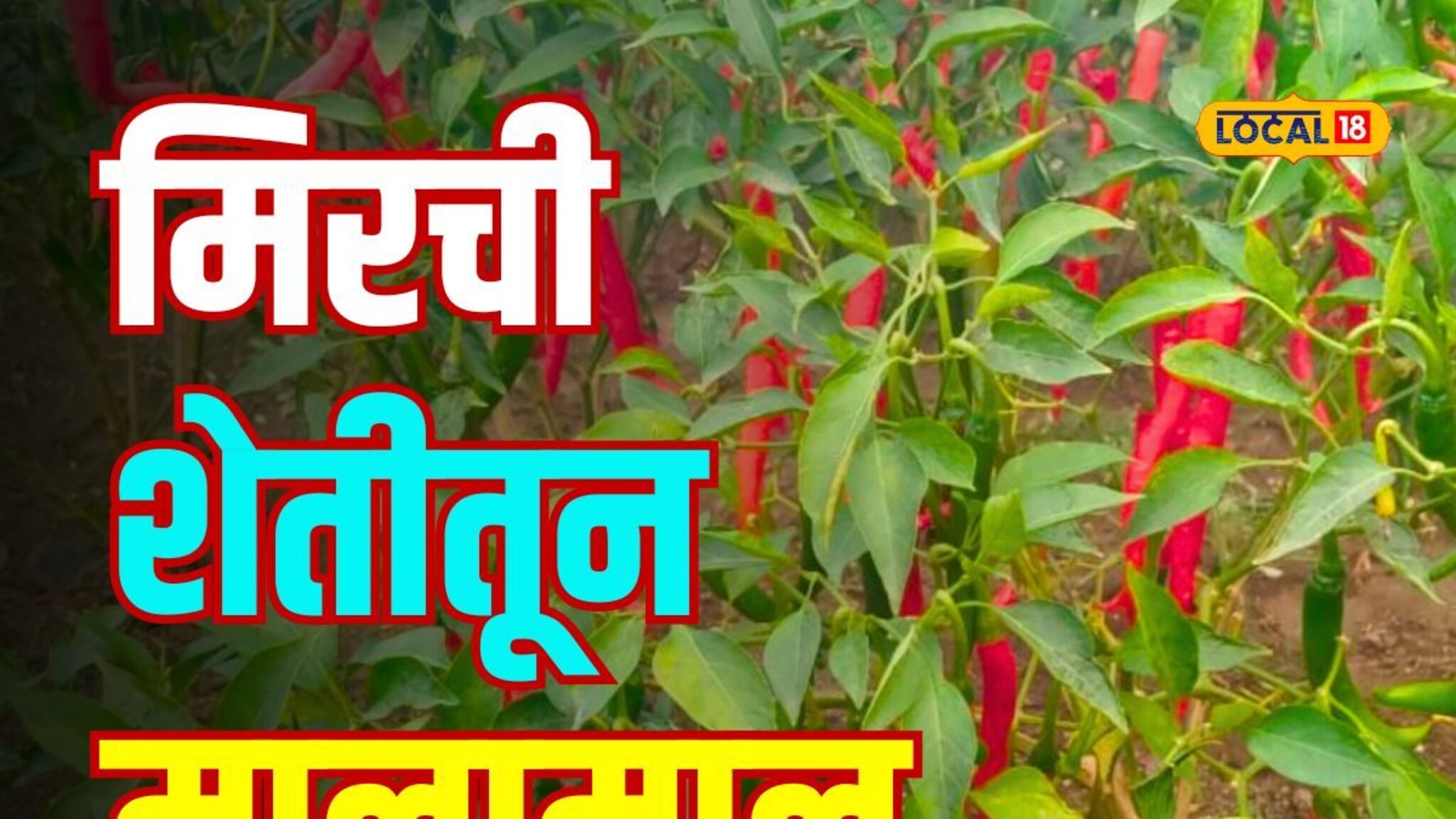 मिरची लागवड केली आणि बदललं शेतकऱ्याचं नशीब; आता लाखोंची कमाई PHOTOS