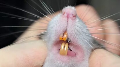 फोटो - प्रतीकात्मक फोटो - प्रतीकात्मक