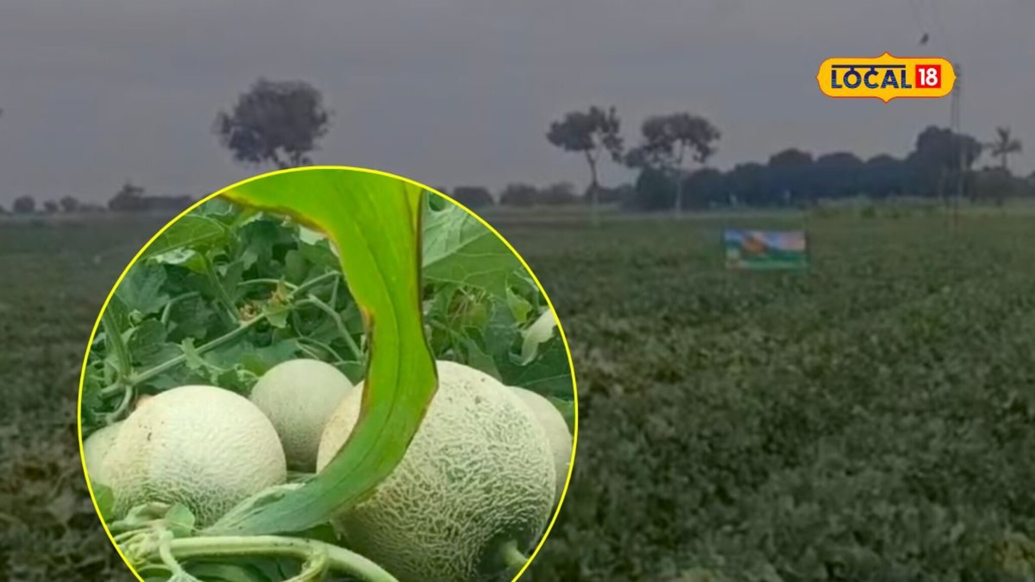 Agriculture News : मराठवाड्यातील खरबुजाला परदेशातून मागणी; किती मिळाला दर? पाहा PHOTOS